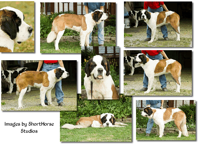 Bonnie collage